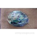 Australia raw abalone shell, nature polished sea shell